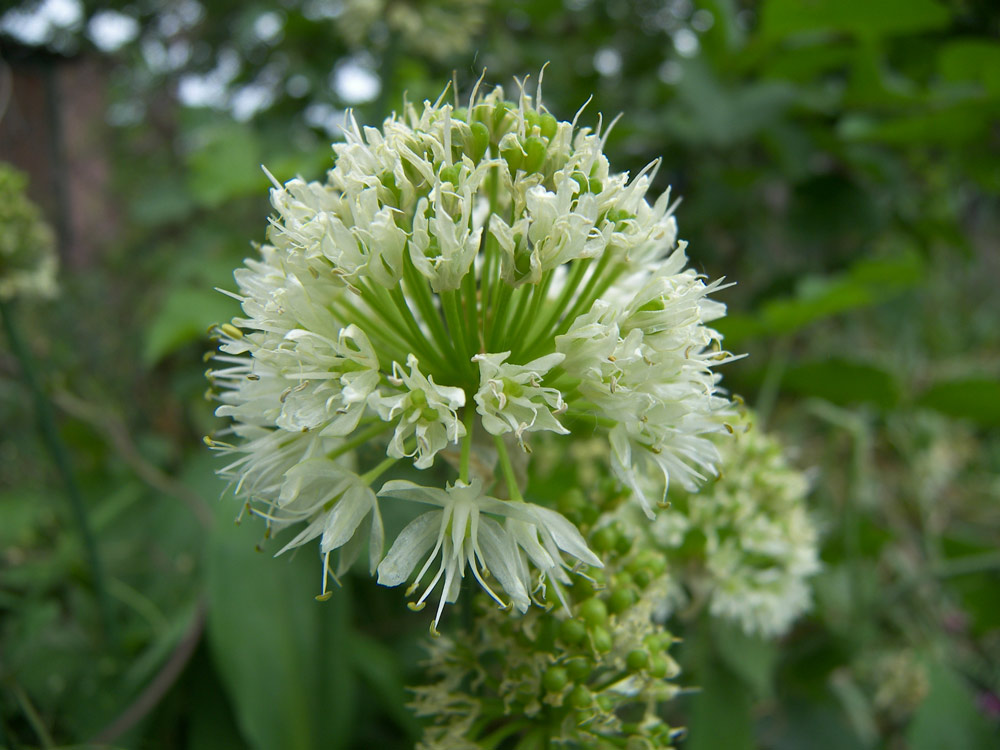 Image of Allium victorialis specimen.