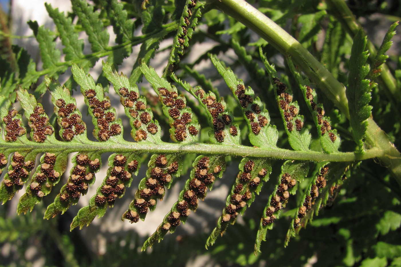 Изображение особи Dryopteris villarii.