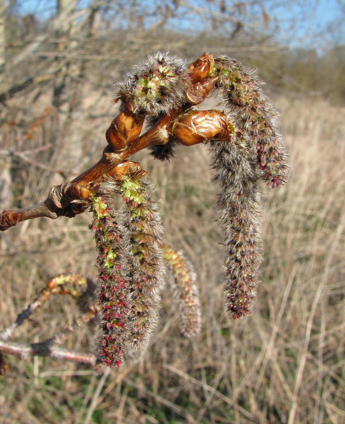 Image of Populus tremula specimen.