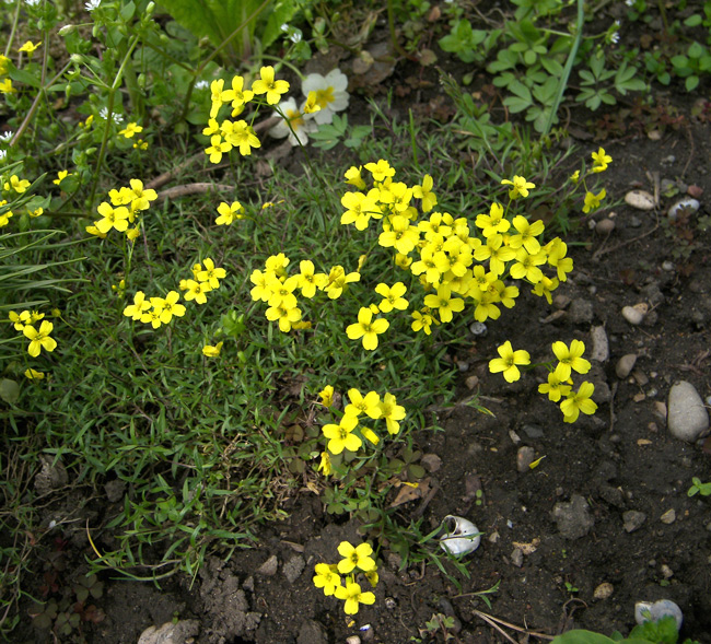 Image of Draba elisabethae specimen.