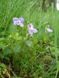 Смотреть изображение Viola canina