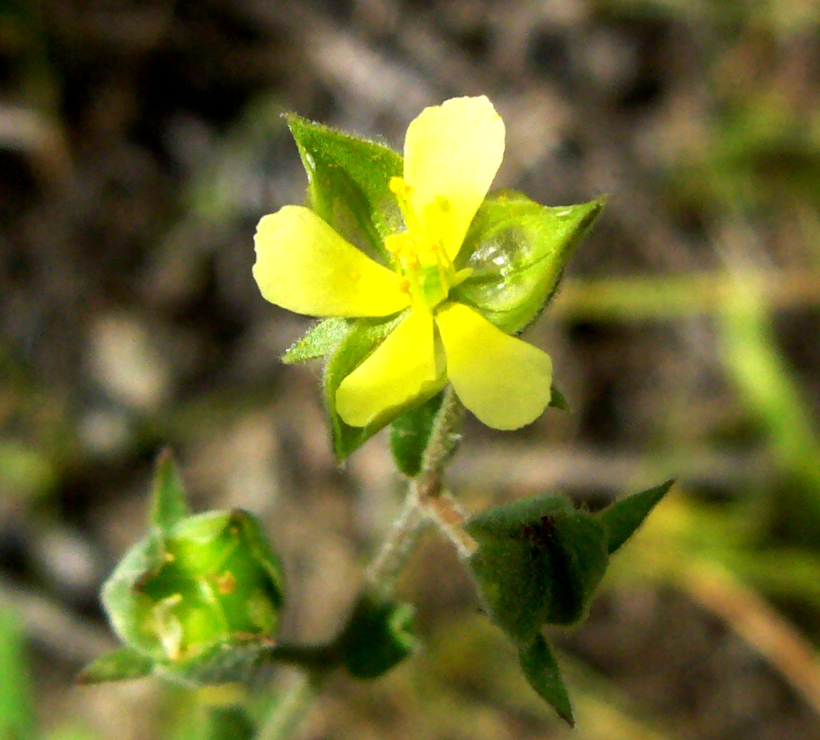 Image of Helianthemum ledifolium specimen.