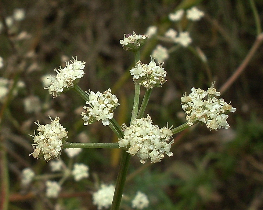 Image of Seseli arenarium specimen.