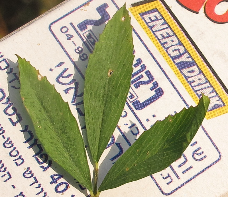 Image of Trifolium philistaeum specimen.