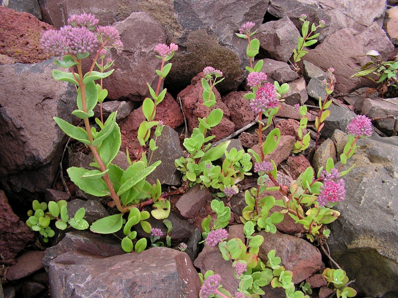 Изображение особи Hylotelephium triphyllum.