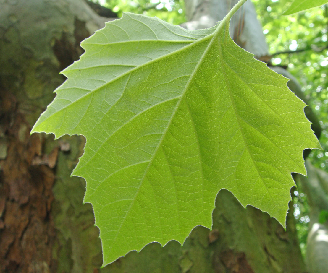 Image of Platanus occidentalis specimen.