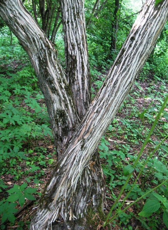 Image of Lonicera demissa specimen.