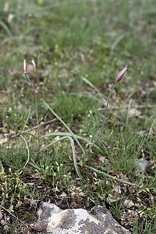 Image of Tulipa bifloriformis specimen.