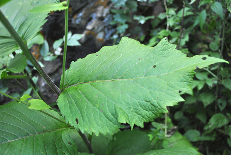 Изображение особи Telekia speciosa.