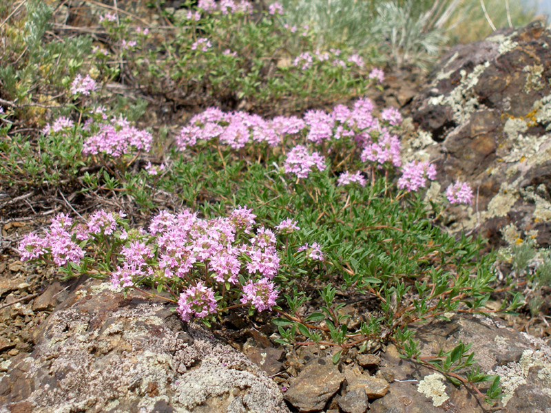 Image of Thymus guberlinensis specimen.