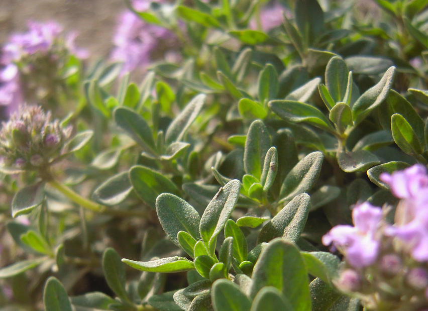 Image of Thymus pseudopulegioides specimen.