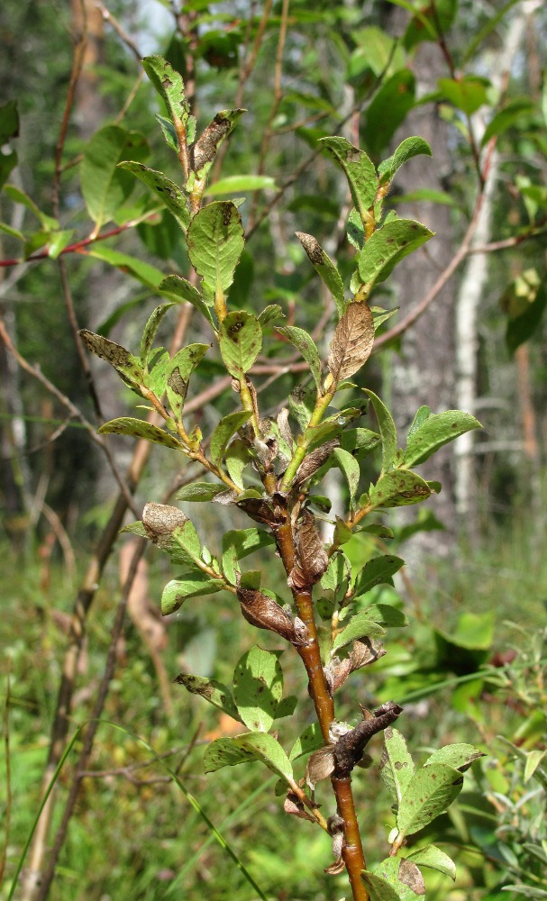 Image of Salix myrsinites specimen.