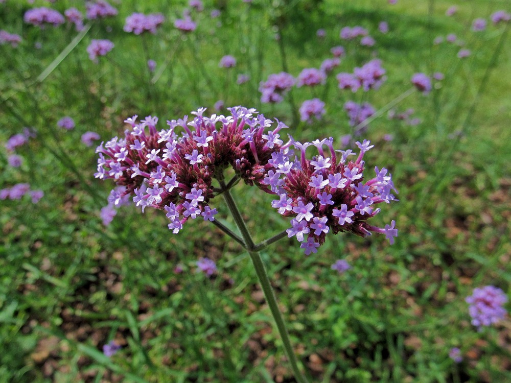 Изображение особи Verbena bonariensis.