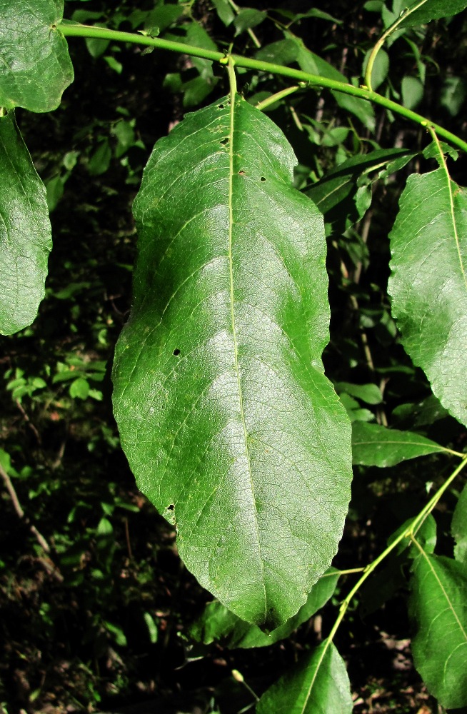 Image of Salix caprea specimen.