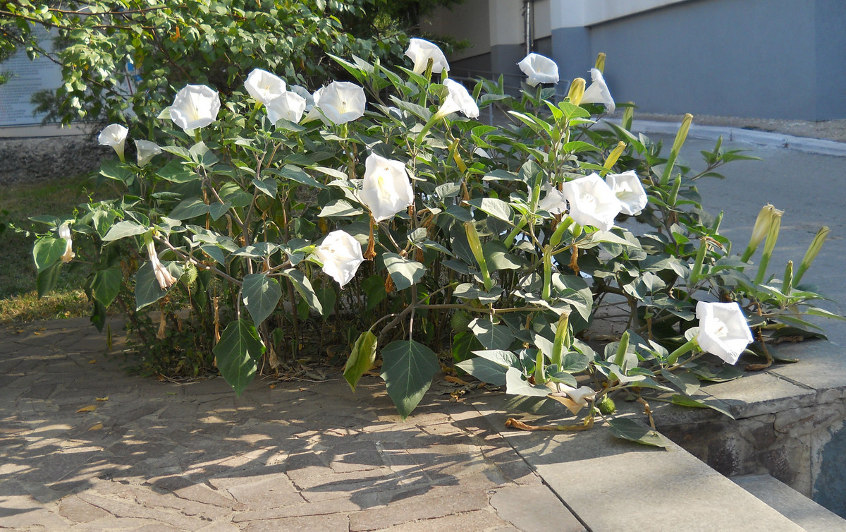 Image of Datura innoxia specimen.