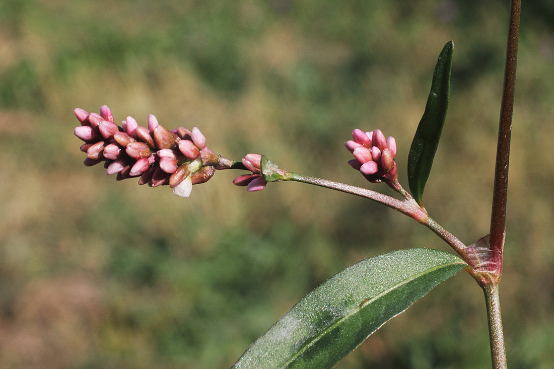 Image of Persicaria &times; hervieri specimen.