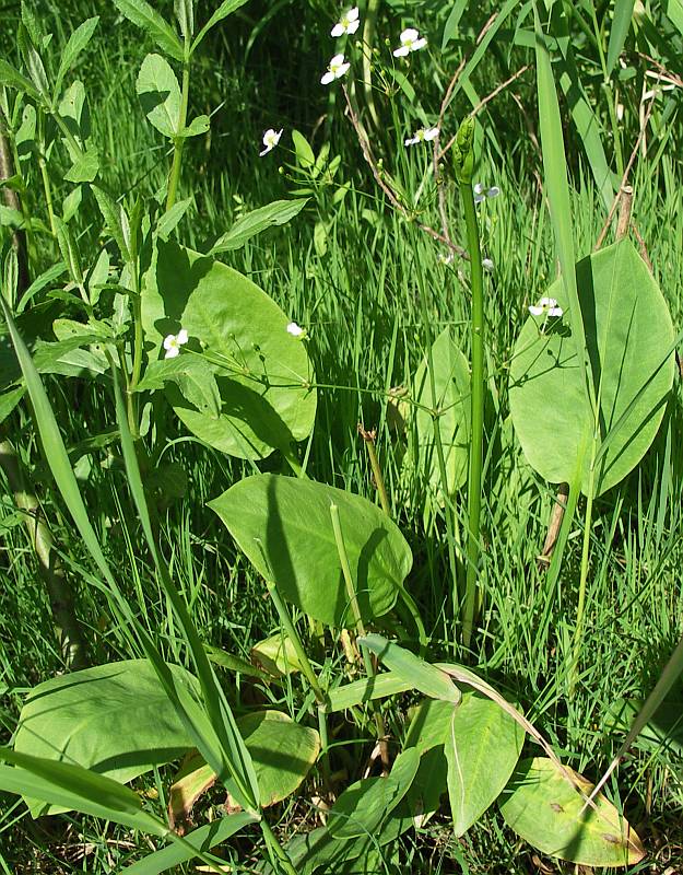 Image of Alisma plantago-aquatica specimen.