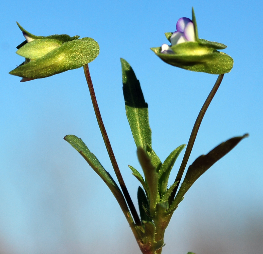 Image of Viola occulta specimen.