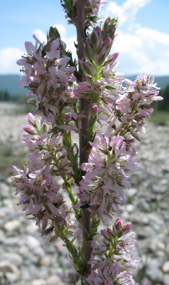 Изображение особи Myricaria longifolia.
