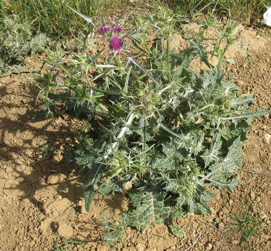 Image of Notobasis syriaca specimen.