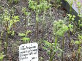 Thalictrum aquilegiifolium. Молодые побеги. Швеция, Уппсала, Сад Линнея. 6 мая 2009 г.