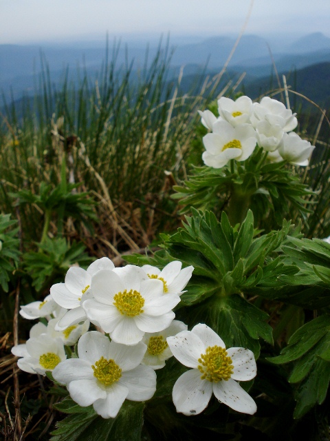 Изображение особи Anemonastrum fasciculatum.