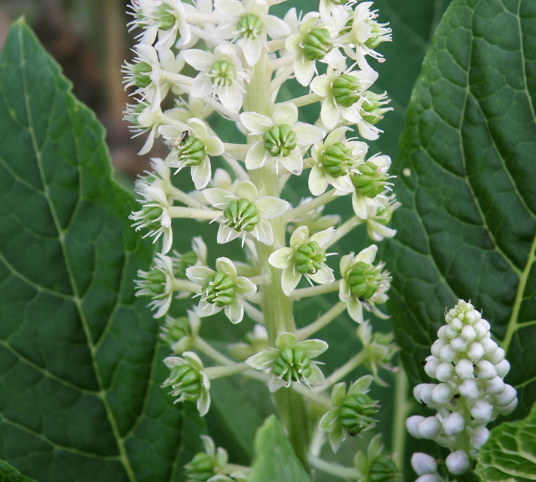 Image of Phytolacca acinosa specimen.