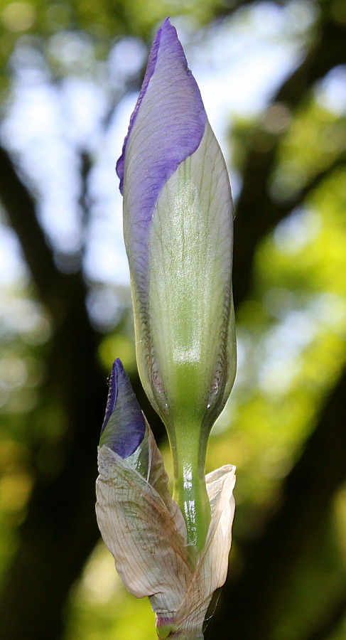 Изображение особи Iris pallida.