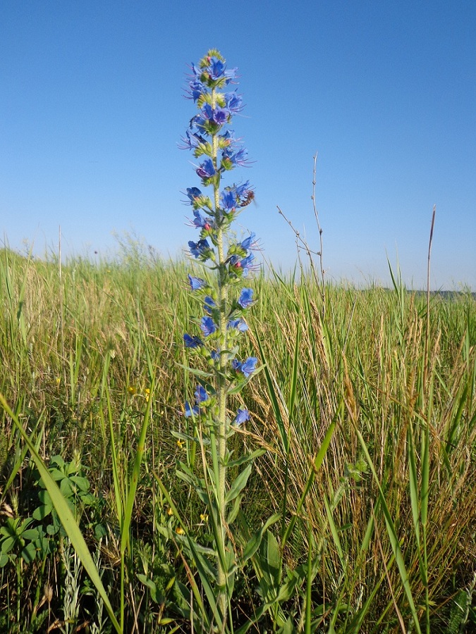 Изображение особи Echium vulgare.