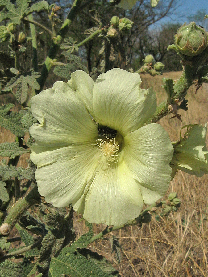 Image of Alcea rugosa specimen.