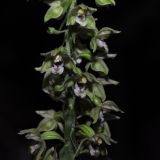 Epipactis helleborine subspecies degenii