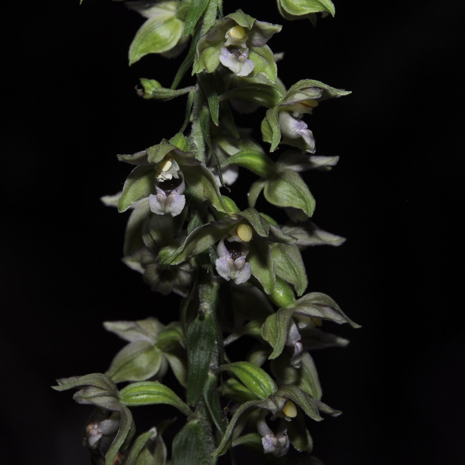 Изображение особи Epipactis helleborine ssp. degenii.