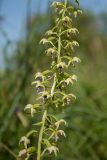 Epipactis helleborine