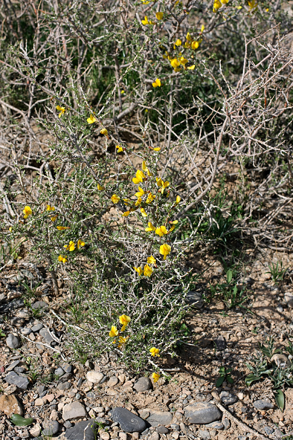 Image of Caragana balchaschensis specimen.