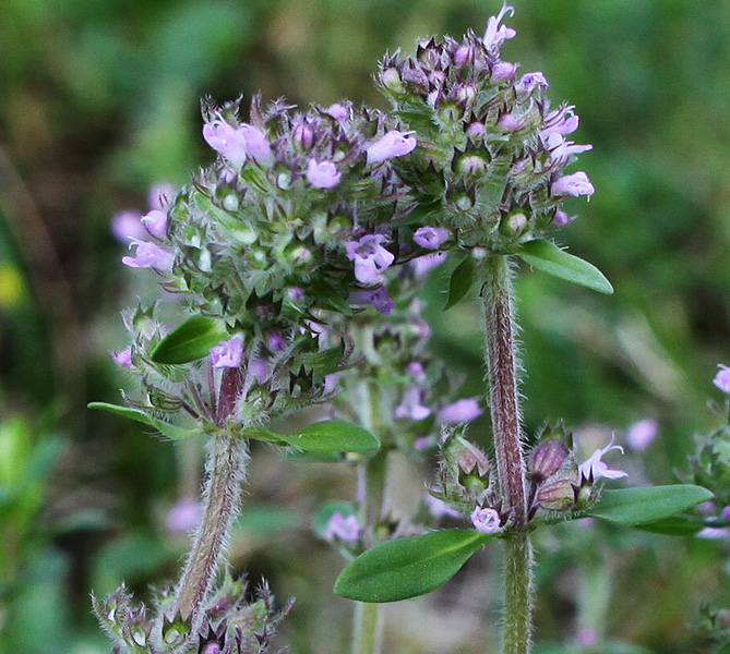 Image of Thymus pastoralis specimen.