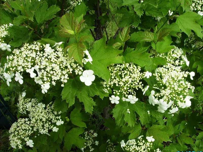 Image of Viburnum opulus specimen.