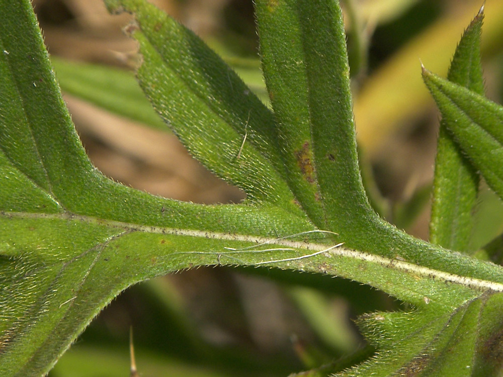 Image of Cirsium arachnoideum specimen.