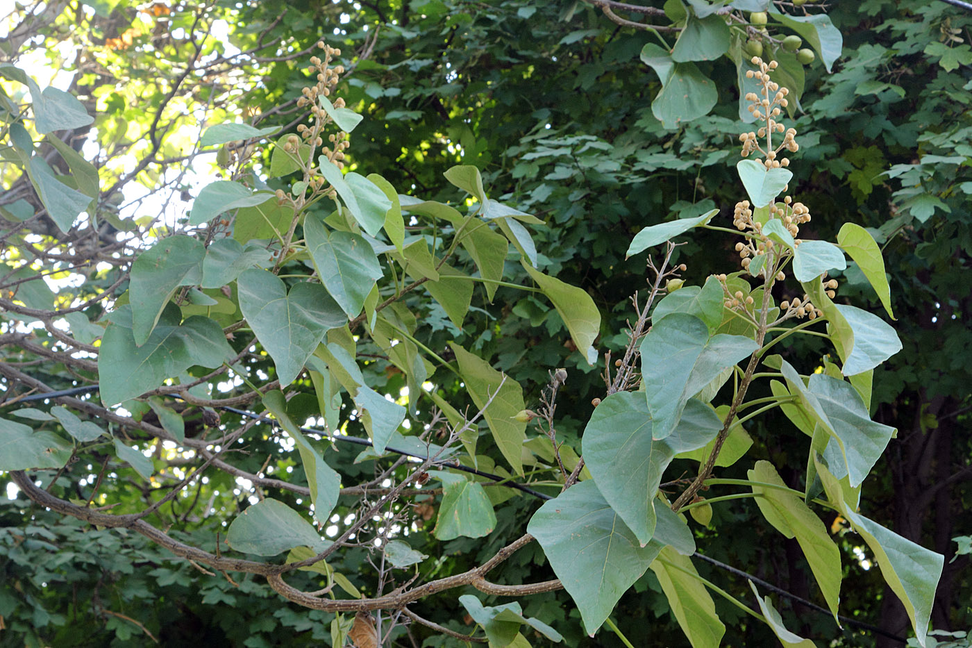 Image of Paulownia tomentosa specimen.