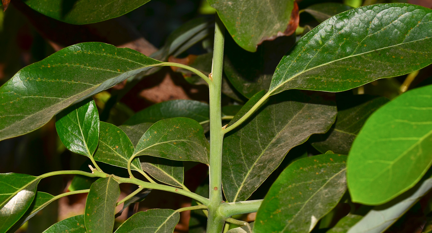 Image of Persea americana specimen.