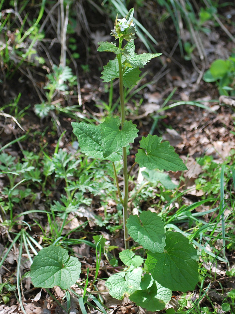 Image of Alliaria petiolata specimen.