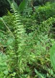 Cyclosorus heterocarpos. Спороносящее растение. Таиланд, национальный парк Си Пханг-нга. 20.06.2013.