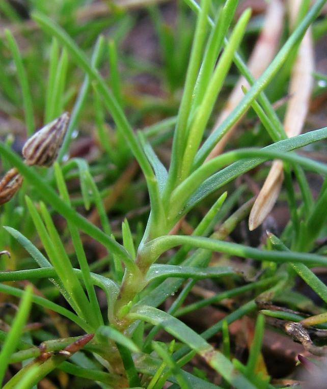 Image of Minuartia verna specimen.