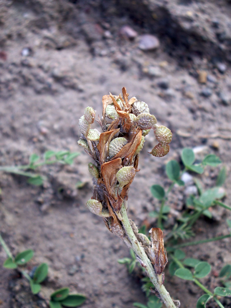 Image of Hedysarum ferganense specimen.