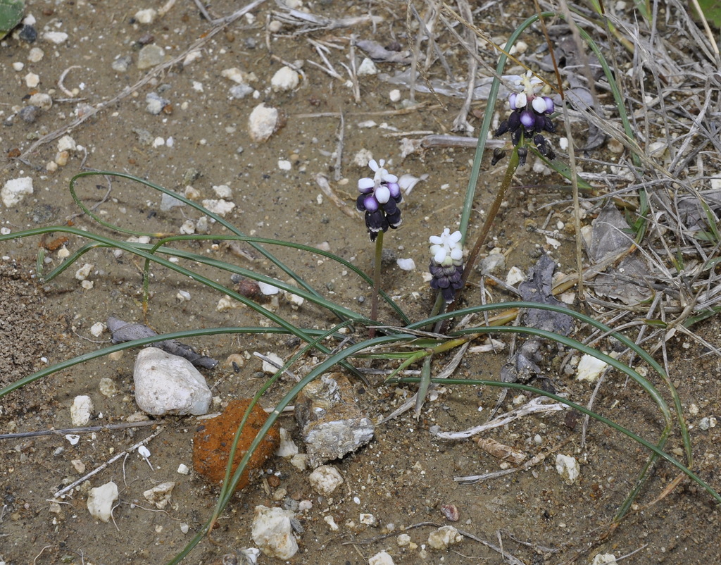 Изображение особи Muscari pulchellum.