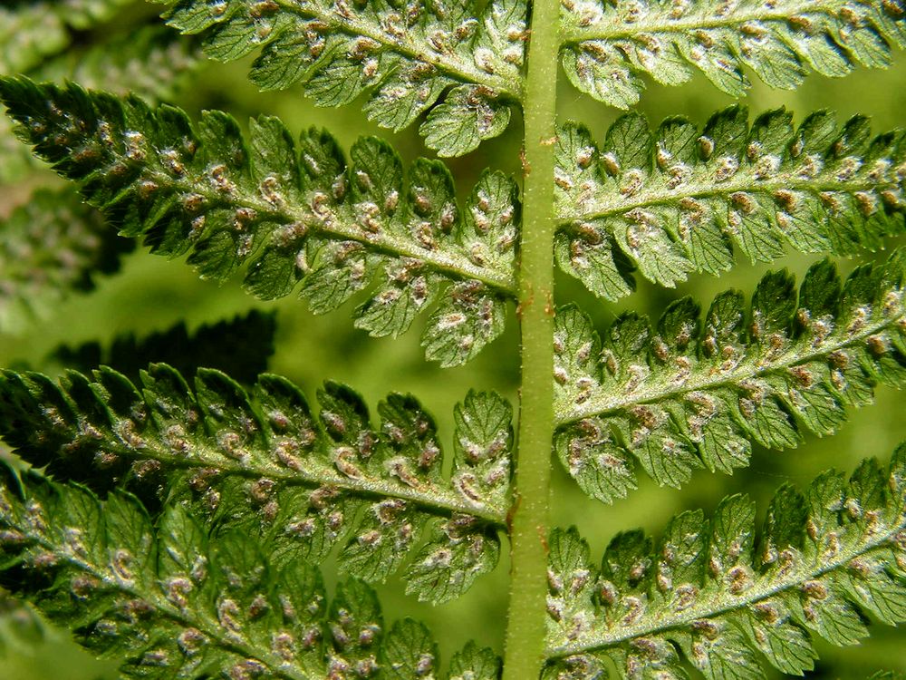 Image of Athyrium monomachii specimen.