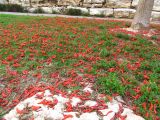 Смотреть изображение Erythrina lysistemon