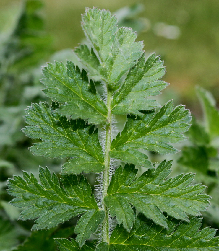 Image of genus Erodium specimen.