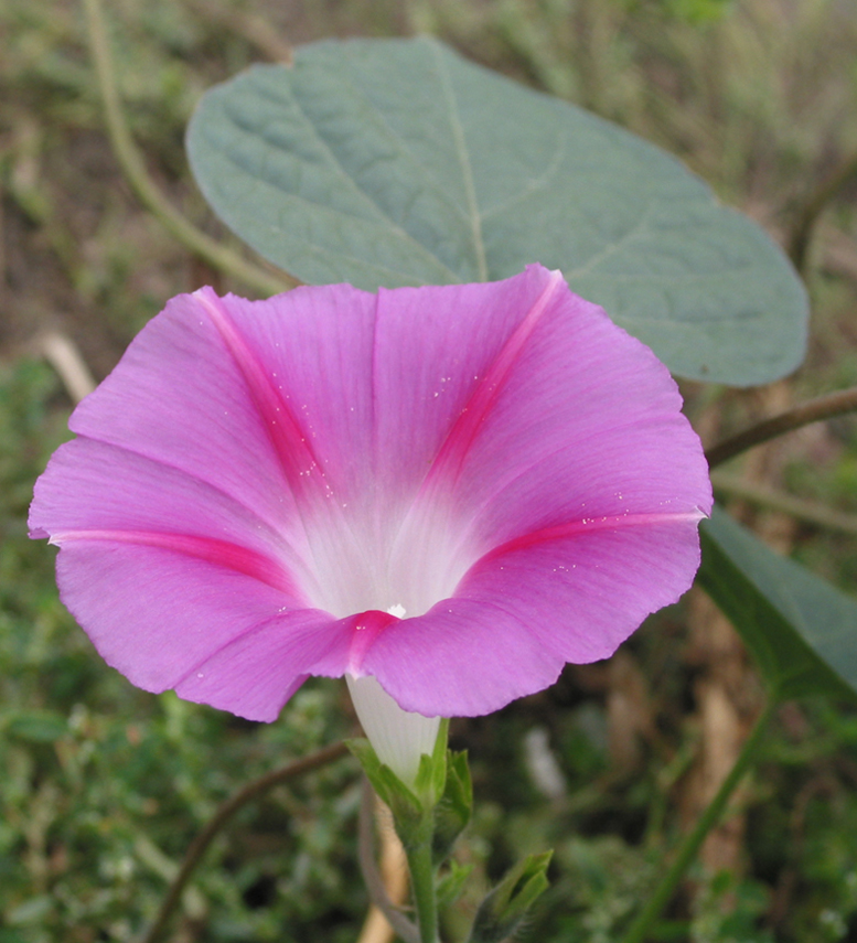 Image of Ipomoea purpurea specimen.