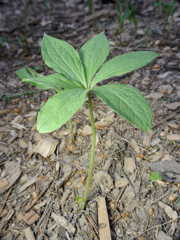 Image of Paris quadrifolia specimen.