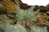 Artemisia furcata